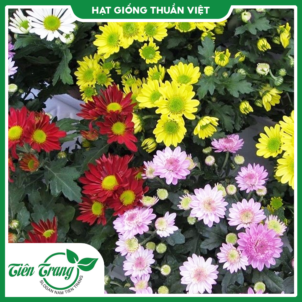 Hạt giống hoa Cúc Đà Lạt