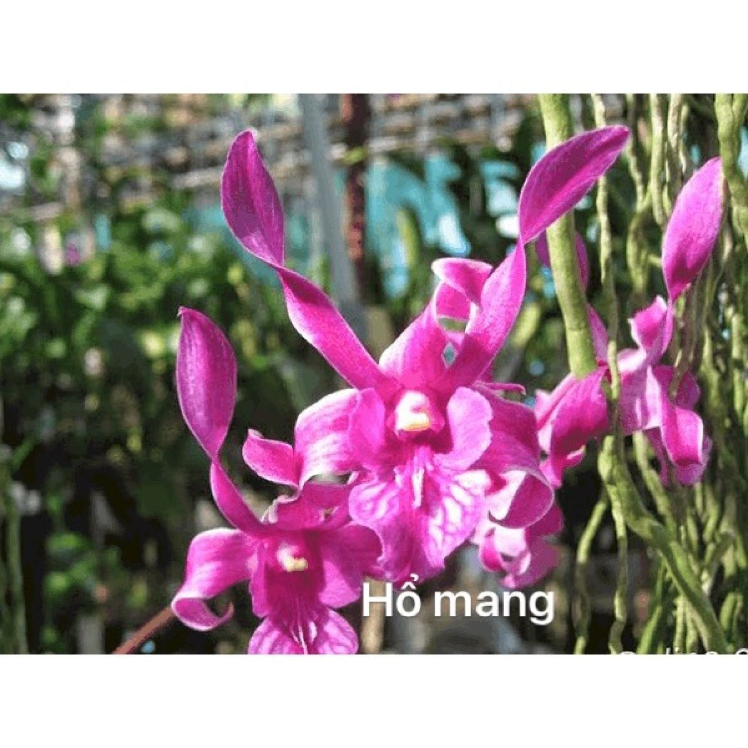 Denro hổ mang