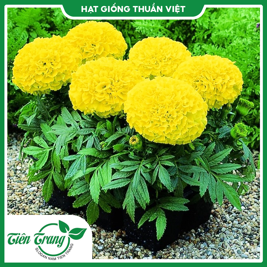 Hạt giống cúc Vạn thọ Thái lùn vàng chanh - vàng cam