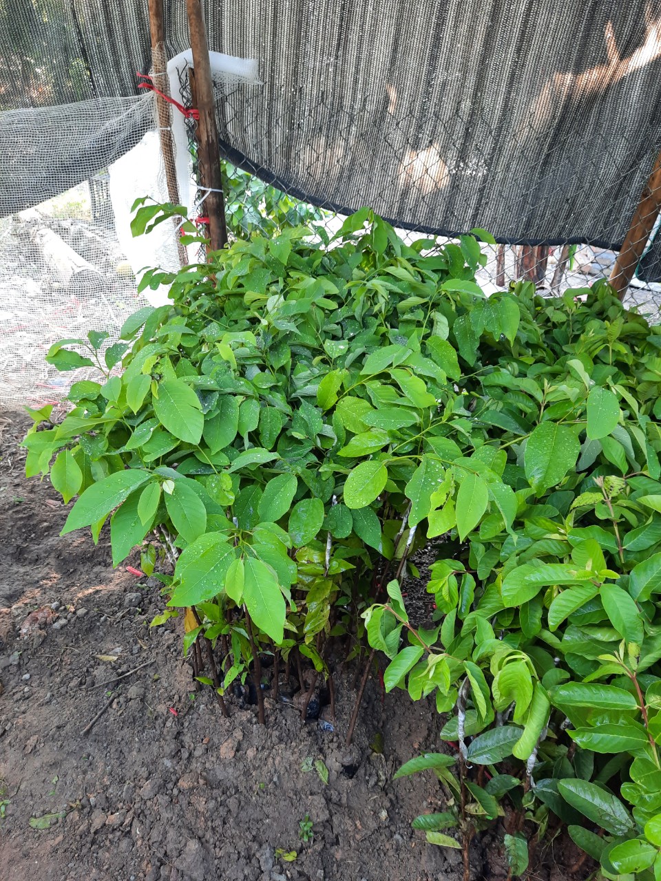 Cây na sầu riêng - cây ghép riêng 6 tháng cho hoa