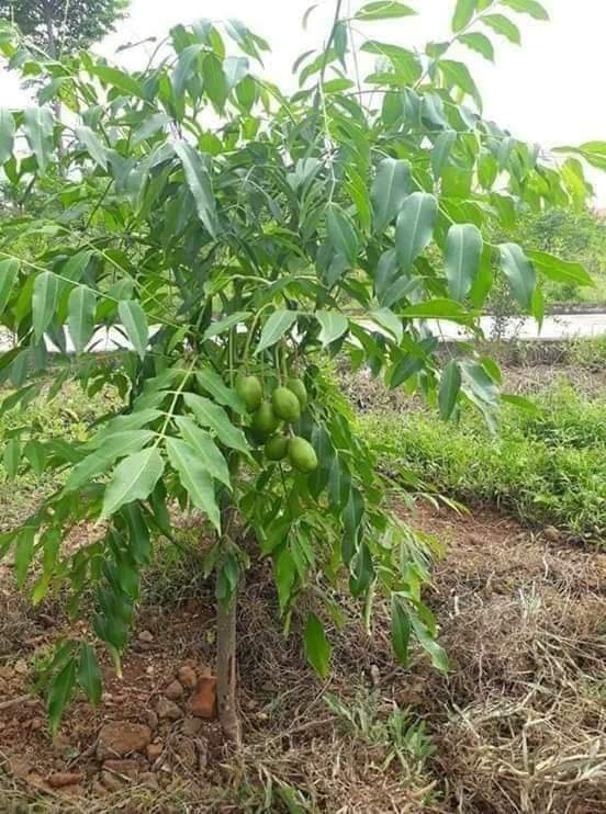 CÂY CÓC THÁI LÙN