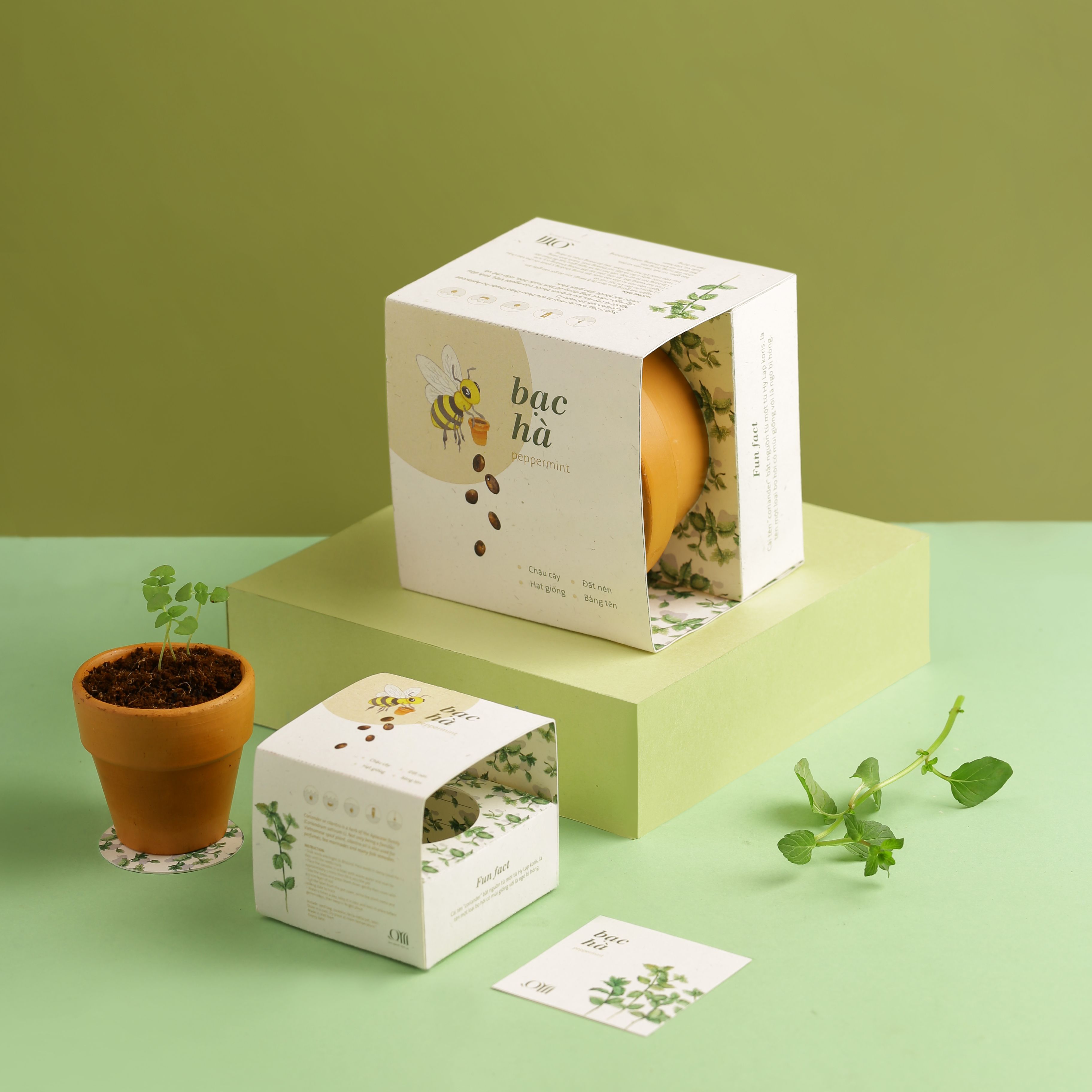 Kit trồng cây mini - bạc hà