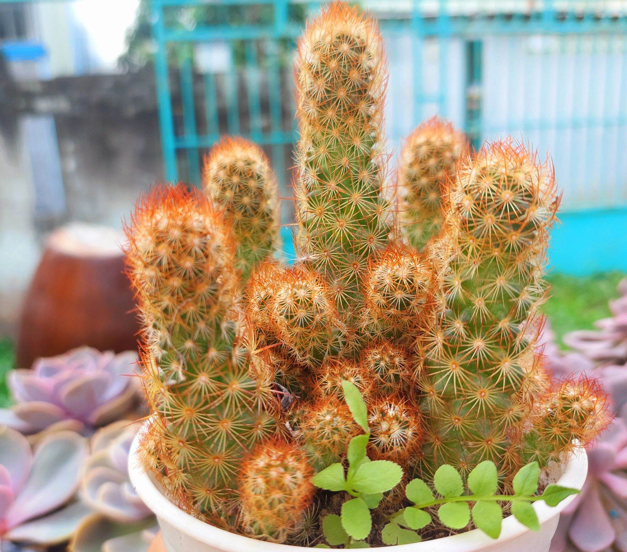 Xương rồng thạch trụ thiên size trung