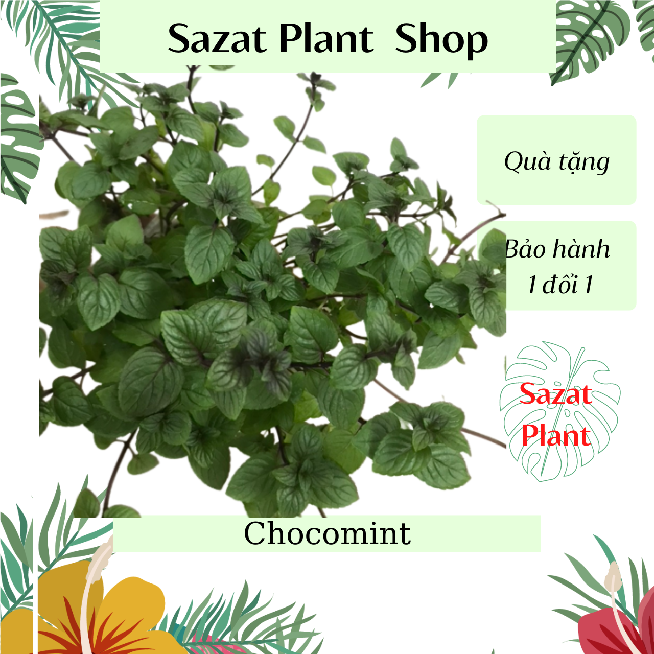 Cây Bạc Hà Chocomint bụi cao 20-25cm, cây gia vị Âu lá có mùi thơm dùng nấu món Âu, SaZat Plant.