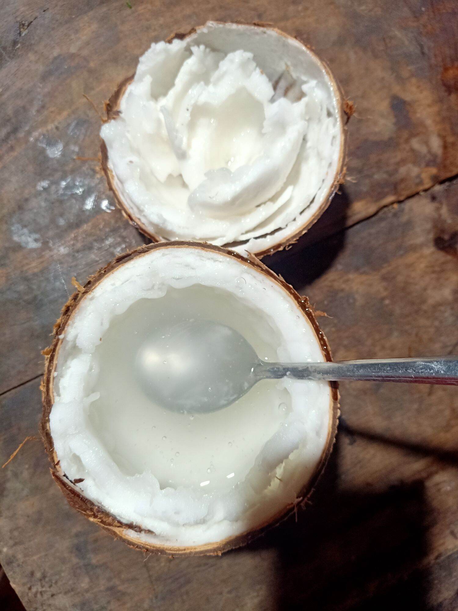 Dừa Sáp Đặc Sản Cầu Kè Trà Vinh Thơm Ngon ,Bổ Dưỡng ( trái hơn 1kí)💥 💥