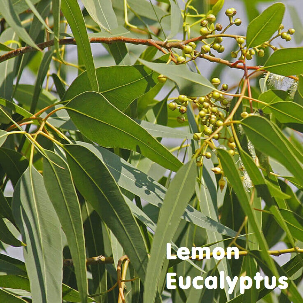 Tinh dầu Bạch đàn chanh Lemon Eucalyptus Essential Oil