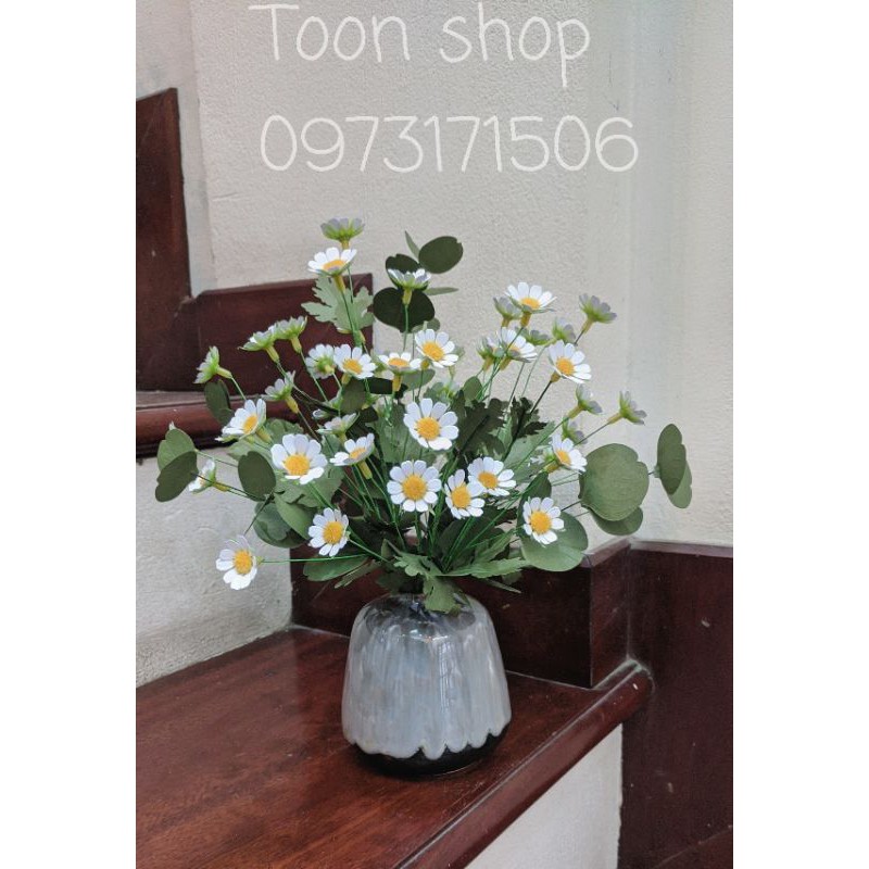 Cúc tana cắt sẵn 50 bông.