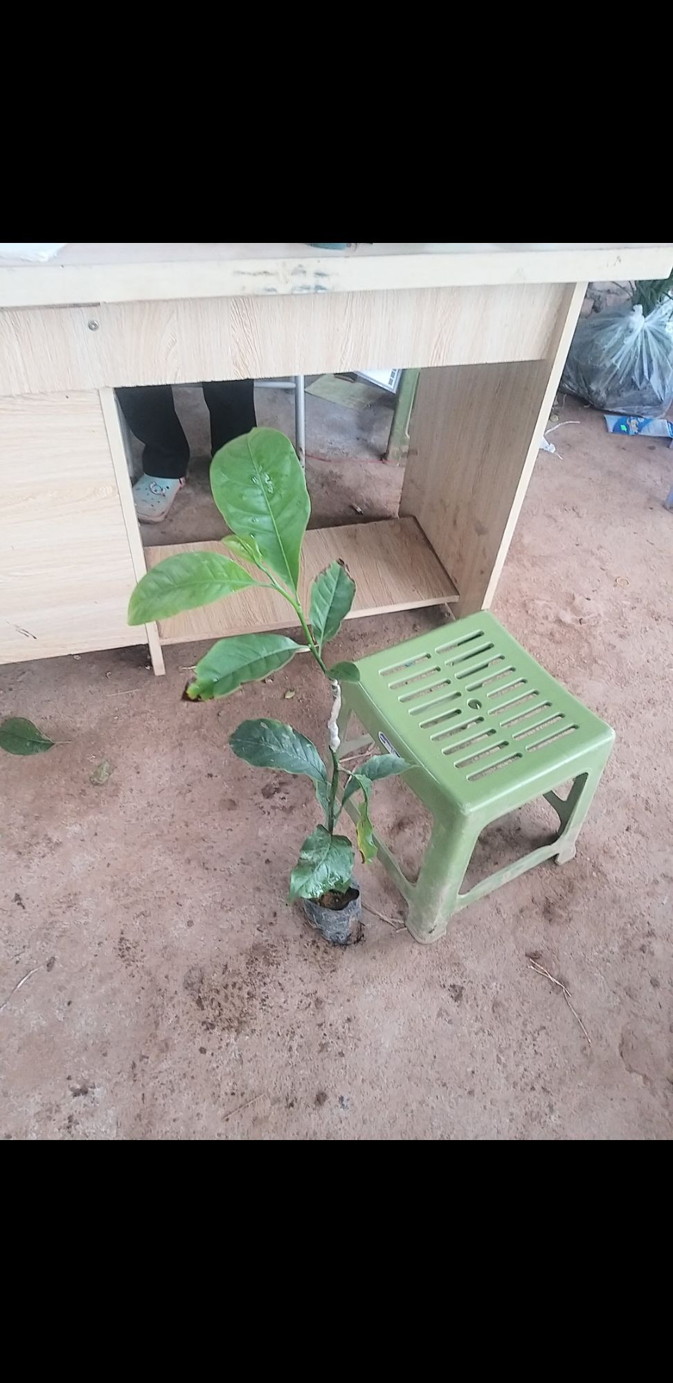 cây sồi giống cao 40cm đến 60cm giá rẻ  25k/1sp ( hết hàng)