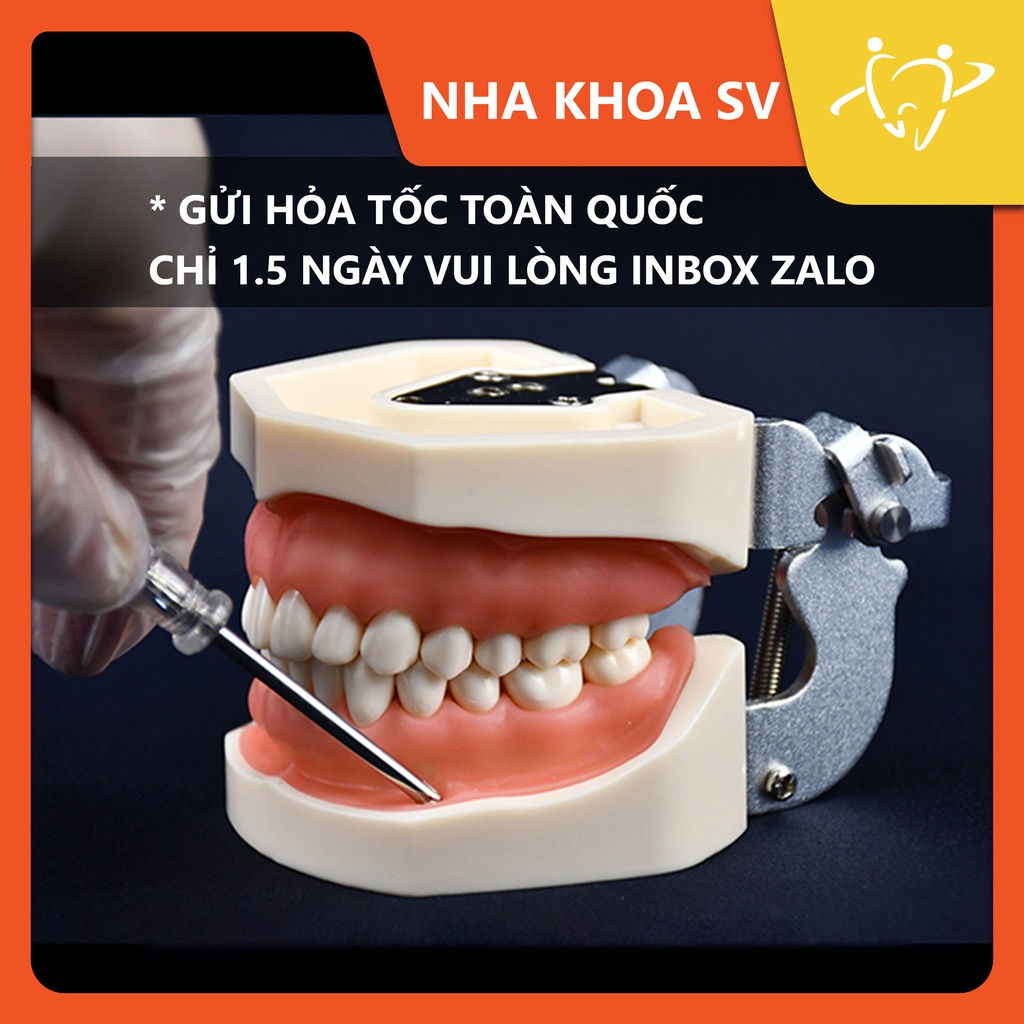Mẫu hàm mài cùi 28 răng | mẫu hàm răng nhựa tháo lắp | mẫu hàm thực tập