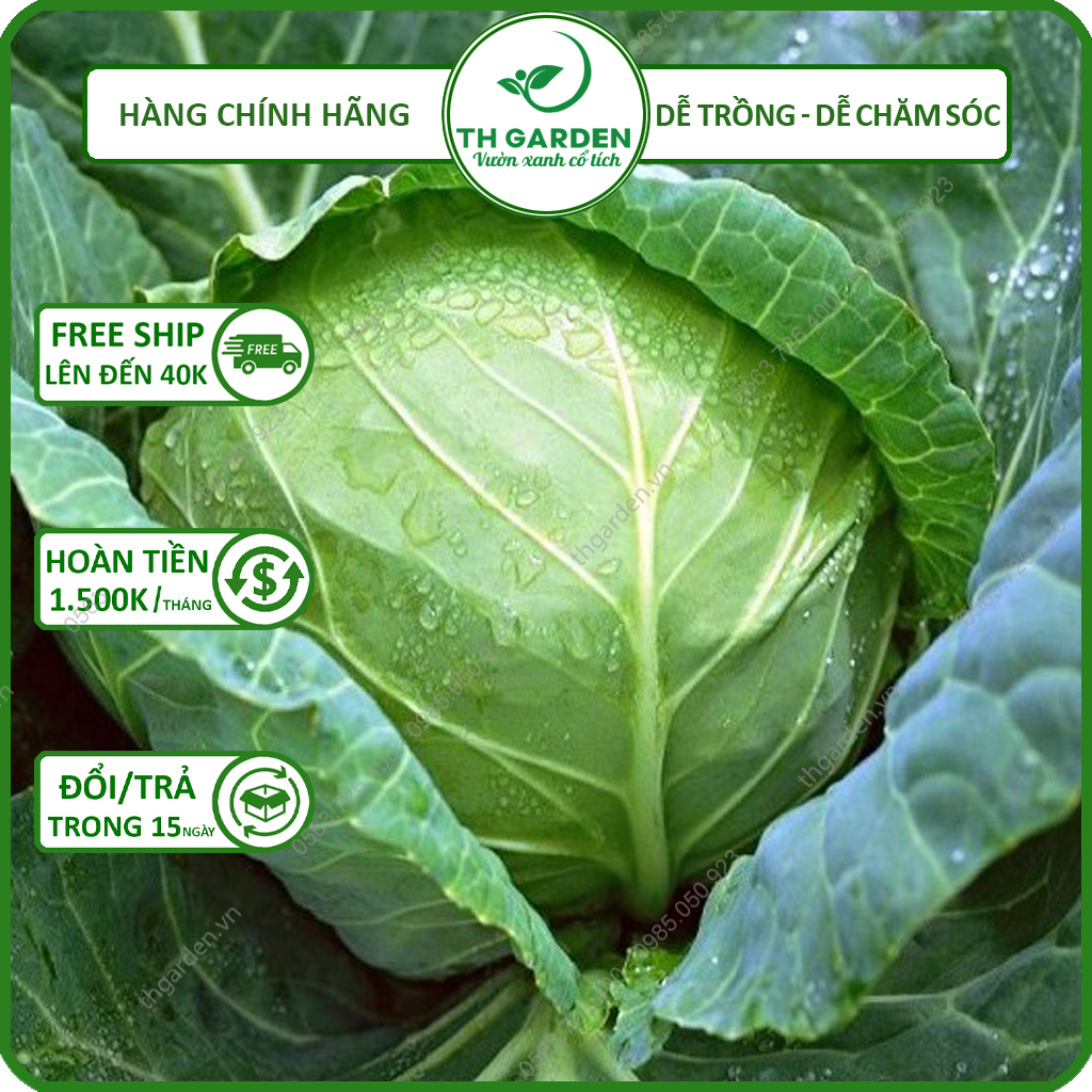 Hạt Giống Bắp Cải Hybird TH Garden - Cải Bắp Xanh - Bắp Tròn, Cuốn Chắc