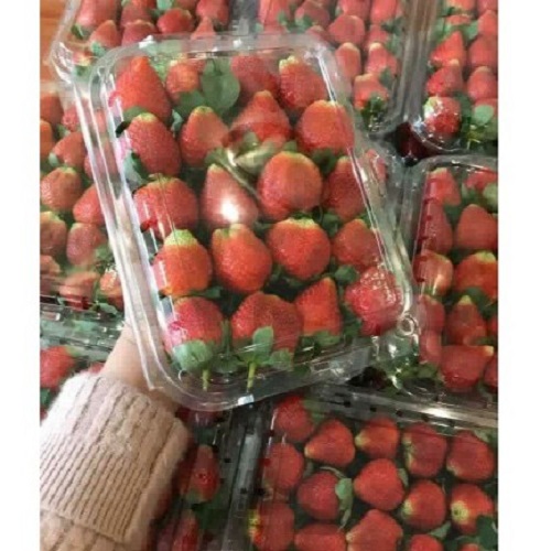 Bộ 50 hộp nhựa đựng 1 ký trái cây - loại có đục lổ thông khí xt100608