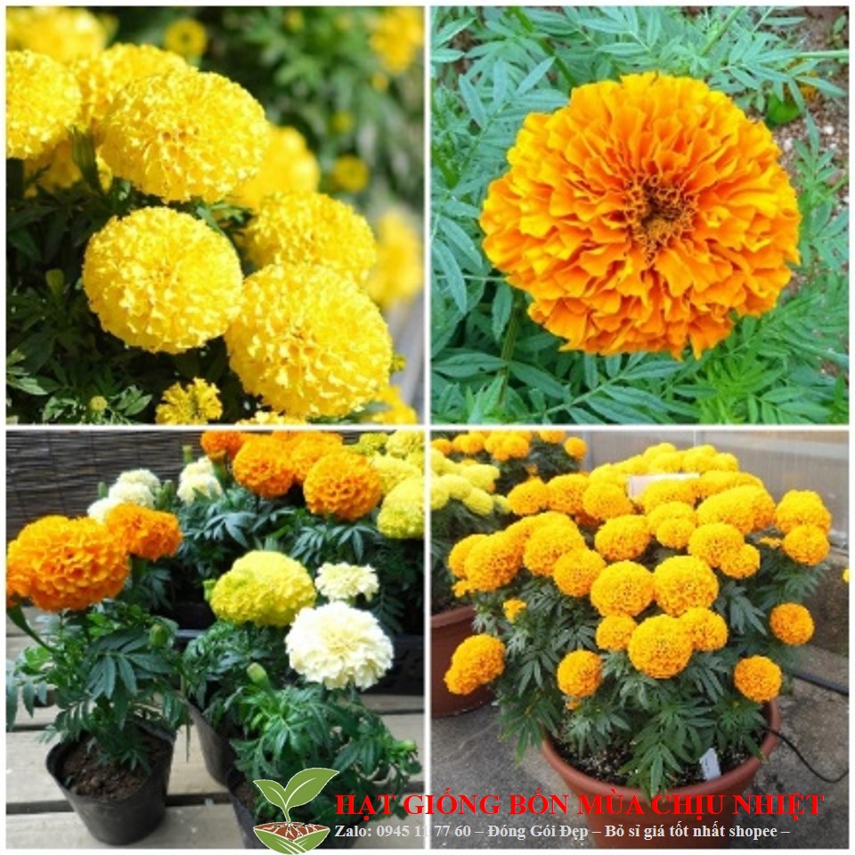 Hg4E 50H Hạt Giống Hoa Cúc Vạn Thọ Mỹ - Bông To Đến Mùa Trồng Tết