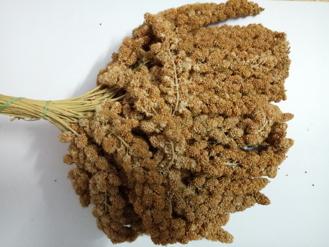 100g kê chùm gò công cho chimvẹt yến phụng