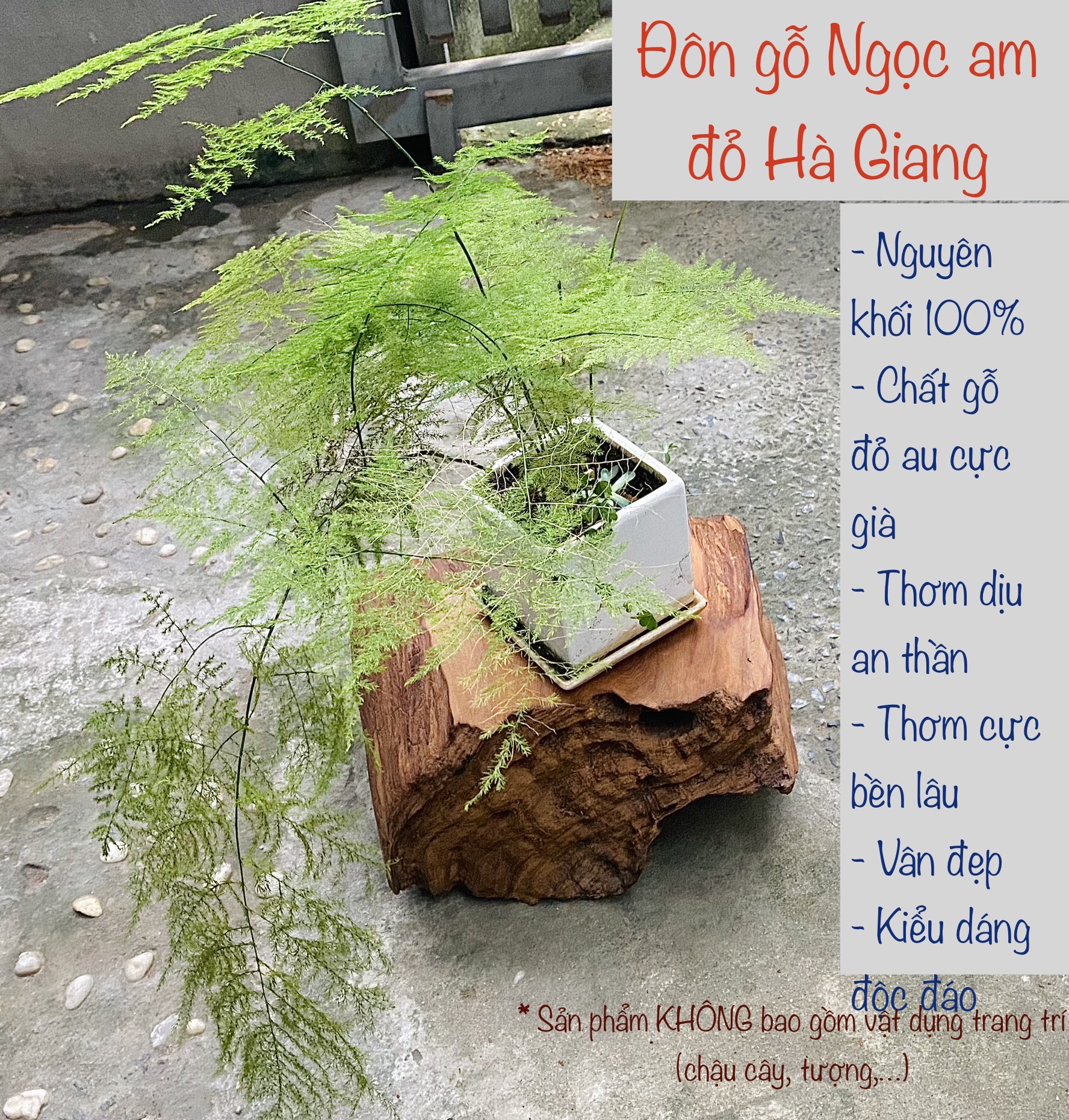 Lũa Ngọc Am Hà Giang, đôn gỗ ngọc am đỏ phong thuỷ, lũa gỗ đẹp, xông trầm, gỗ thơm để bàn, trang trí trưng bày sang trọng. Gỗ thơm Yuleen