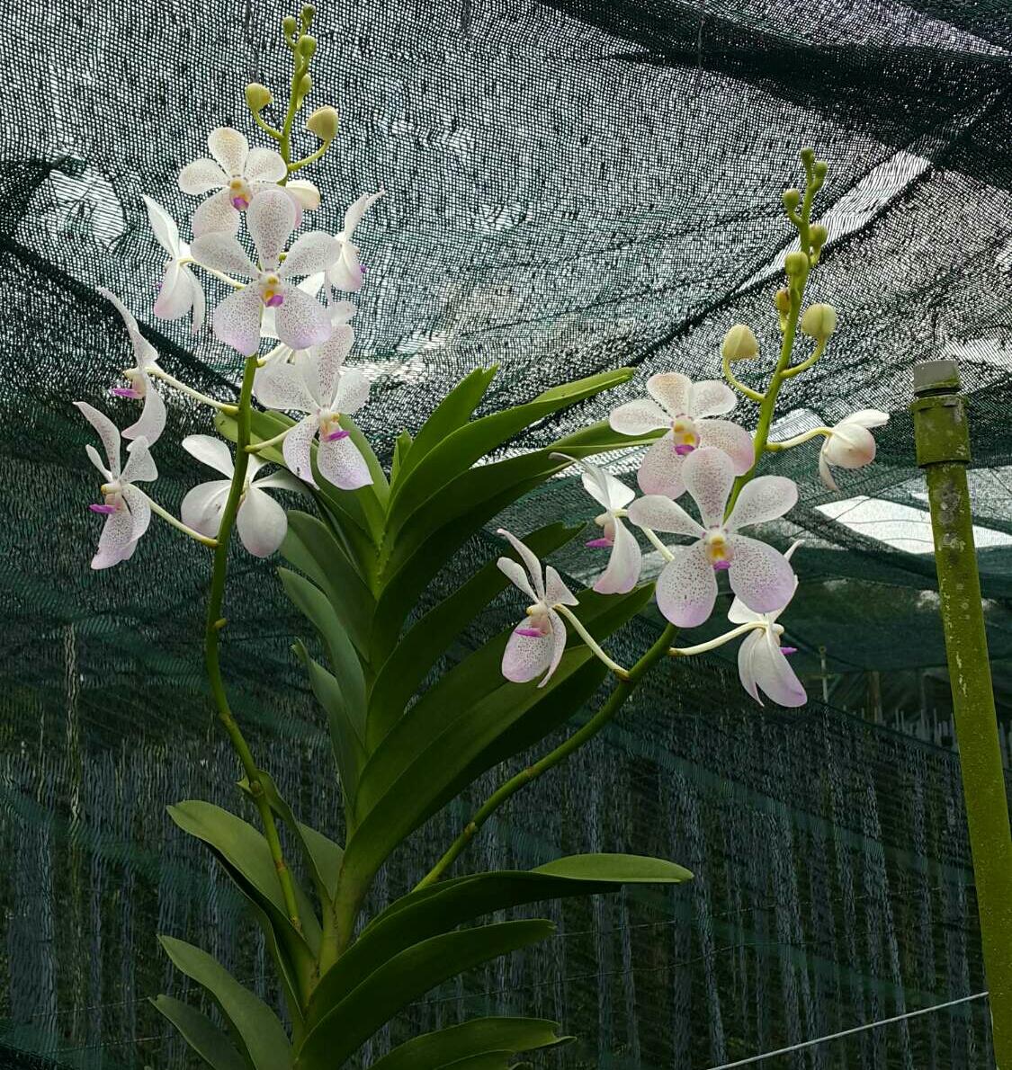 Combo 2 Mokara Giống (màu trắng)