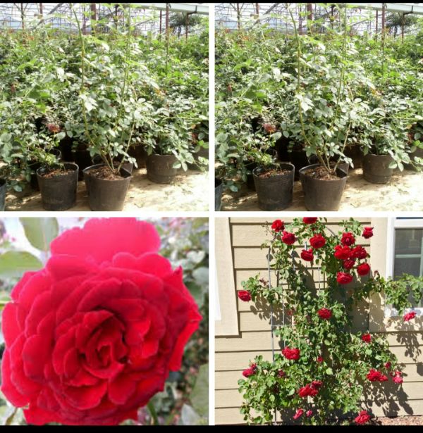 Combo 3 hoa hồng leo cổ Hải Phòng bầu đất