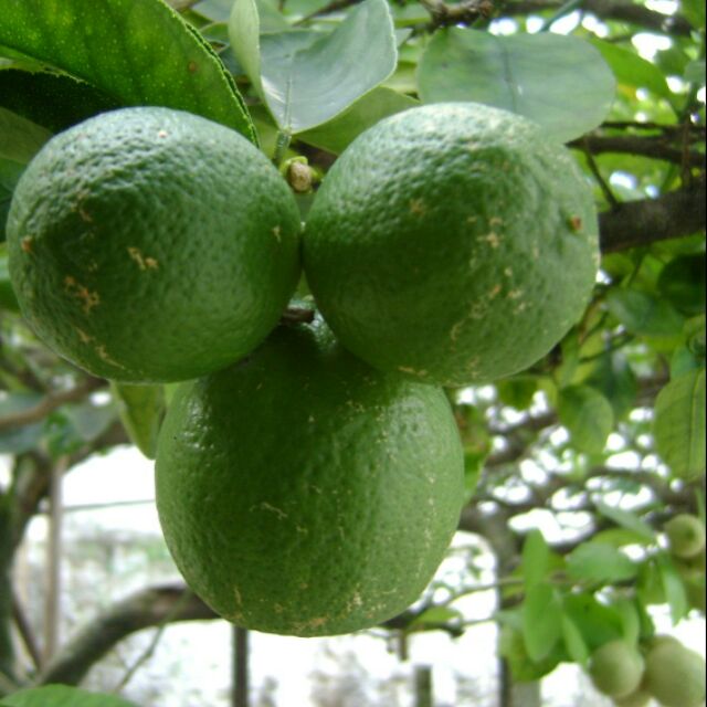 Cây Chanh Ta - Chanh miền bắc lá rất thơm.