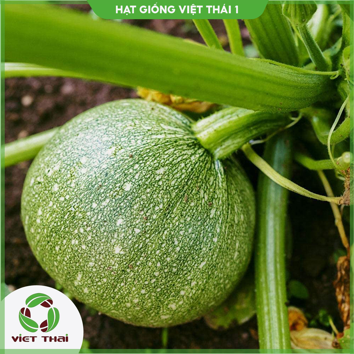 Hạt giống bí ngồi tròn - hgvt1