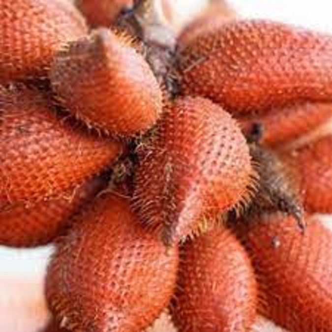 Cây giống mây thái,siêu quả siêu ngon, siêu kinh tế