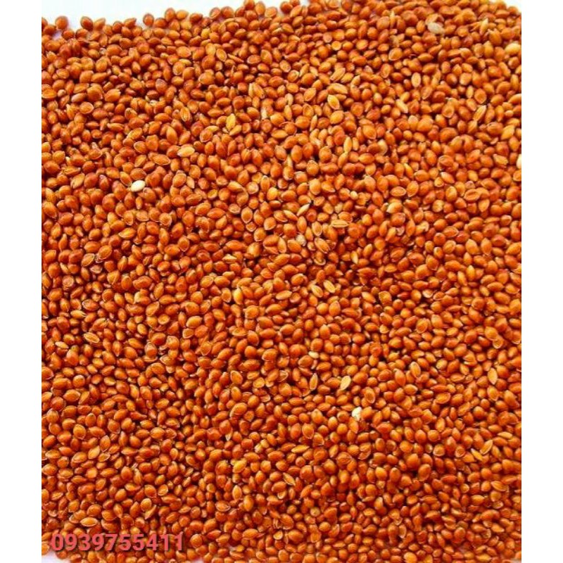 1kg kê đỏ nhỏ gò công cho vẹt love bird, yến phụng và các loại vẹt