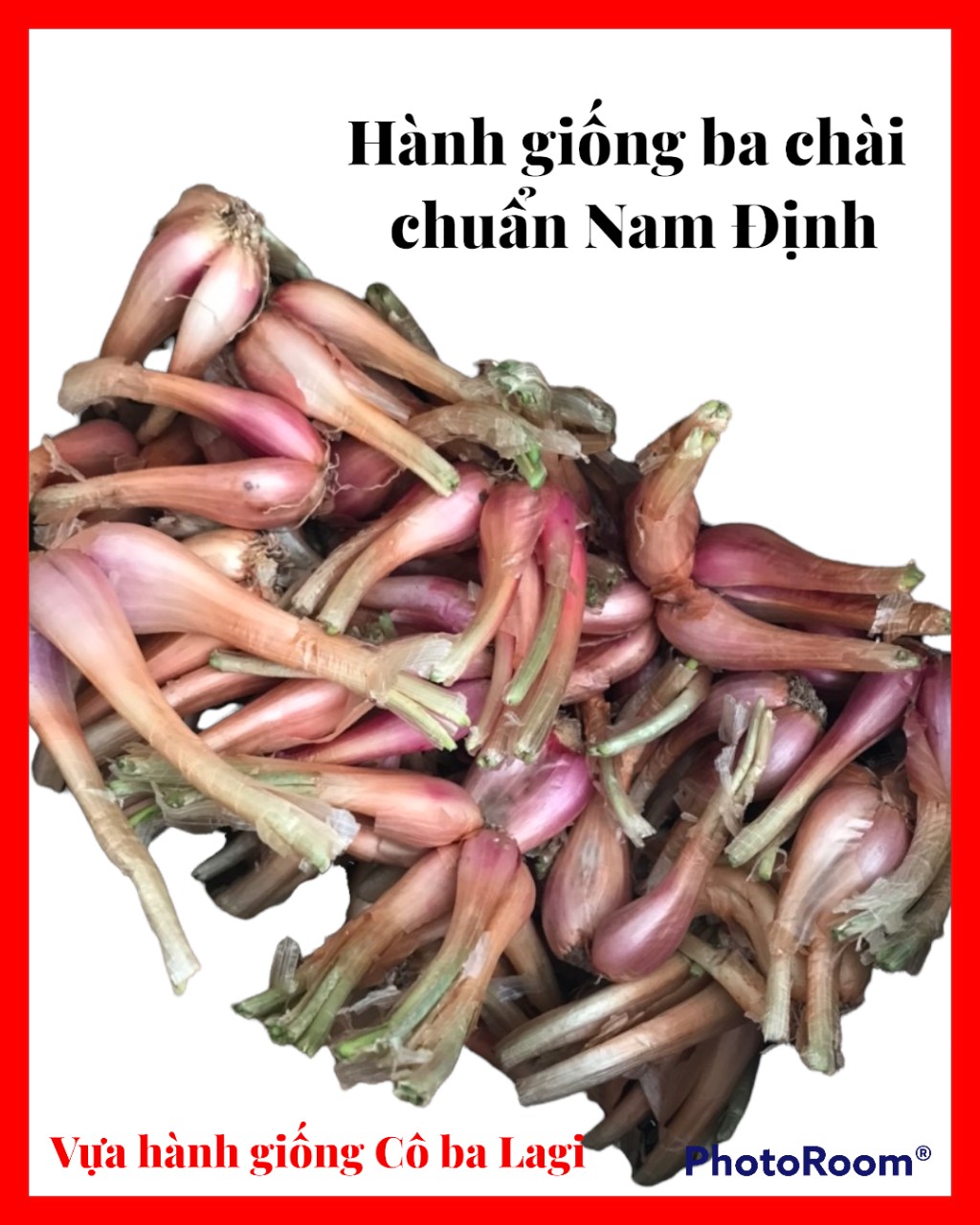 Hành lá - củ hành giống ba chài chuẩn Nam Định