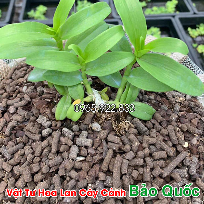 Phân Trùn Quế viên nén cho hoa lan, hoa hồng, cây cảnh 500g