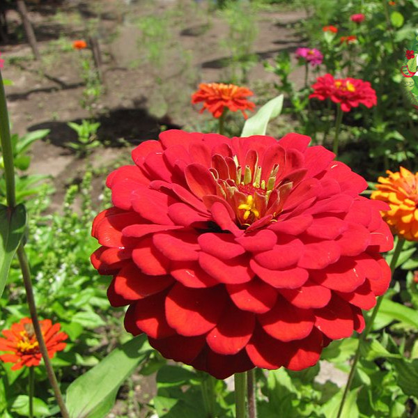 Hạt giống hoa cúc lá nhám f1 cúc Zinnia