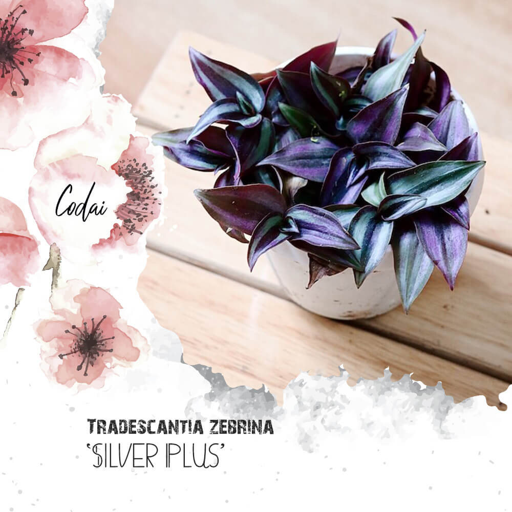 Cây Tradescantia zebrina ‘Silver Plus’(Tricolor) (Thài Lài Bạc)