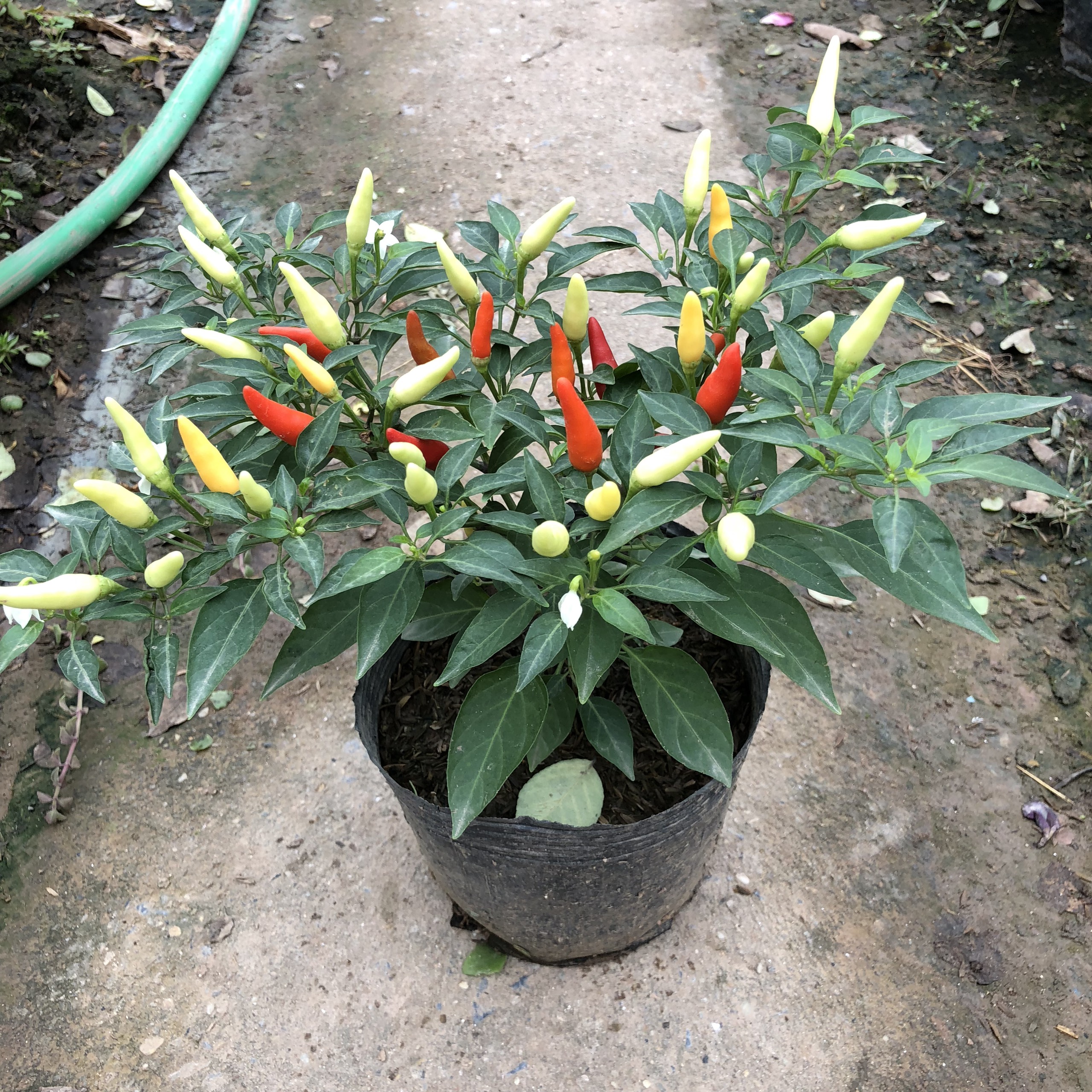 Cây hoa ỚT NGŨ SẮC trồng bịch đen cao 15-20cm, nhiều quả đẹp đủ màu sắc, quả ớt cay dùng làm gia vị, thích hợp trang trí