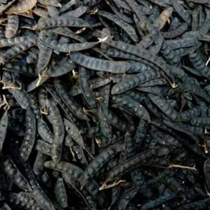 500g quả bồ kết khô loại đẹp