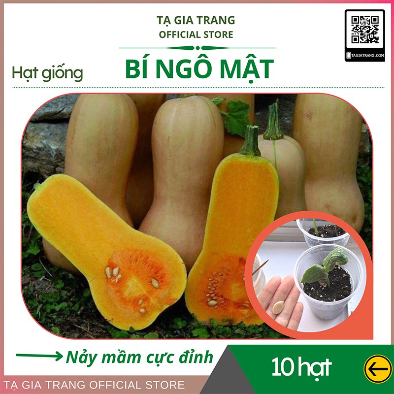 Hạt giống bí ngô mật butter F1 - Gói 10 hạt