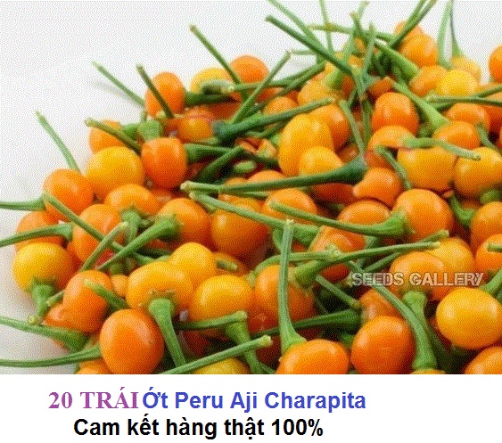 50 gam Quả Ớt Peru Aji Charapita (tặng 10 hat)