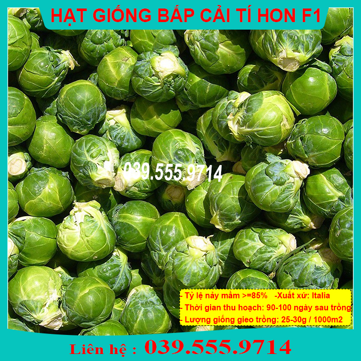 Hạt giống cải bắp mini xanh