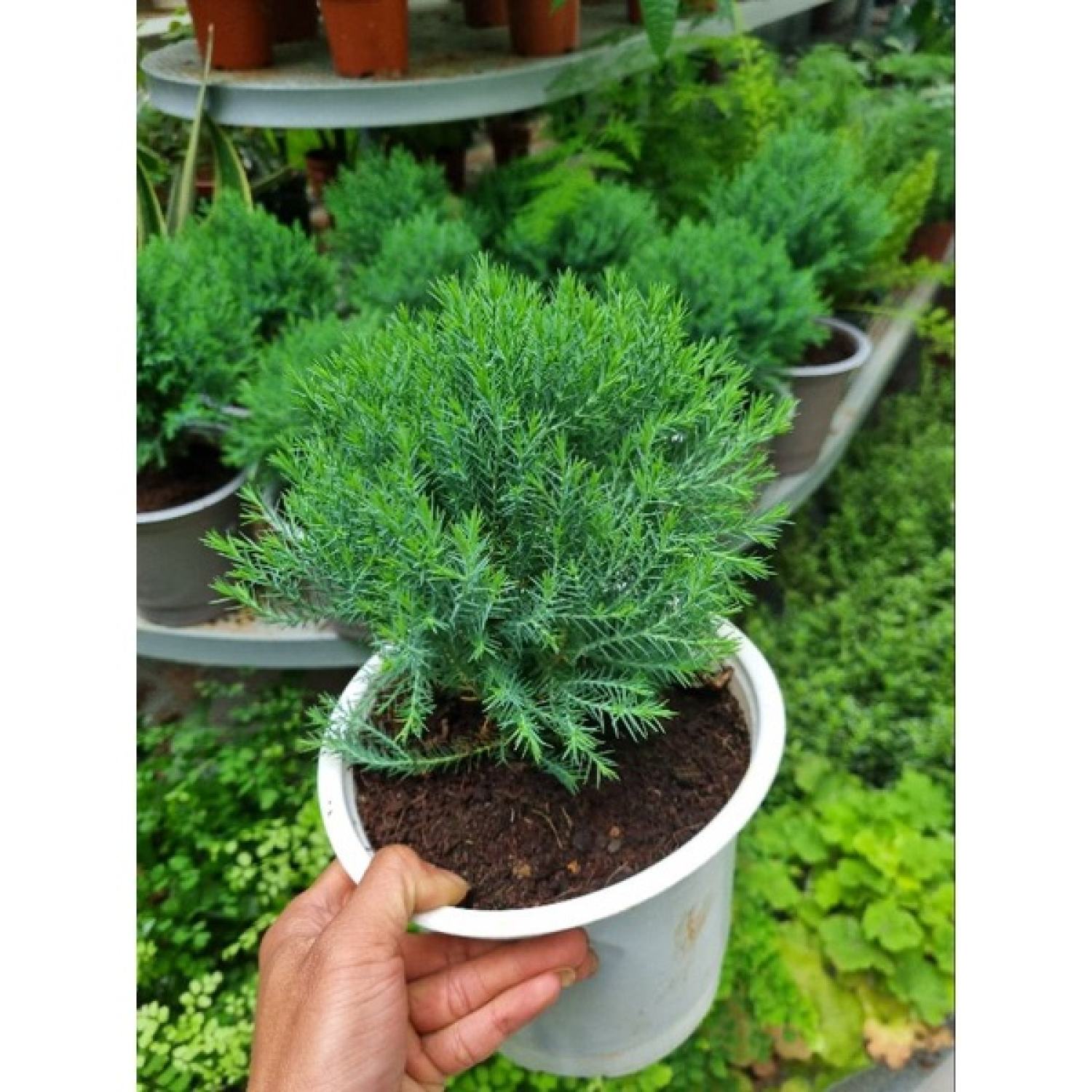 Cây tùng bồng lai chậu để bàn - cây giống mới