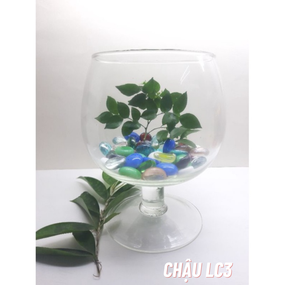 Chậu thủy tinh mini lc3 , chậu thủy tinh mini hình ly , chậu thủy tinh lc3