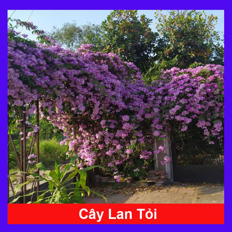 Cây lan tỏi đuổi rắn trồng hàng rào - cây cảnh sân vườn + Tặng phân bón cho cây mau lớn - caykiengsadec