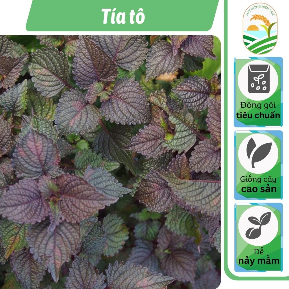 Hạt giống tía tô - gói 2 gam