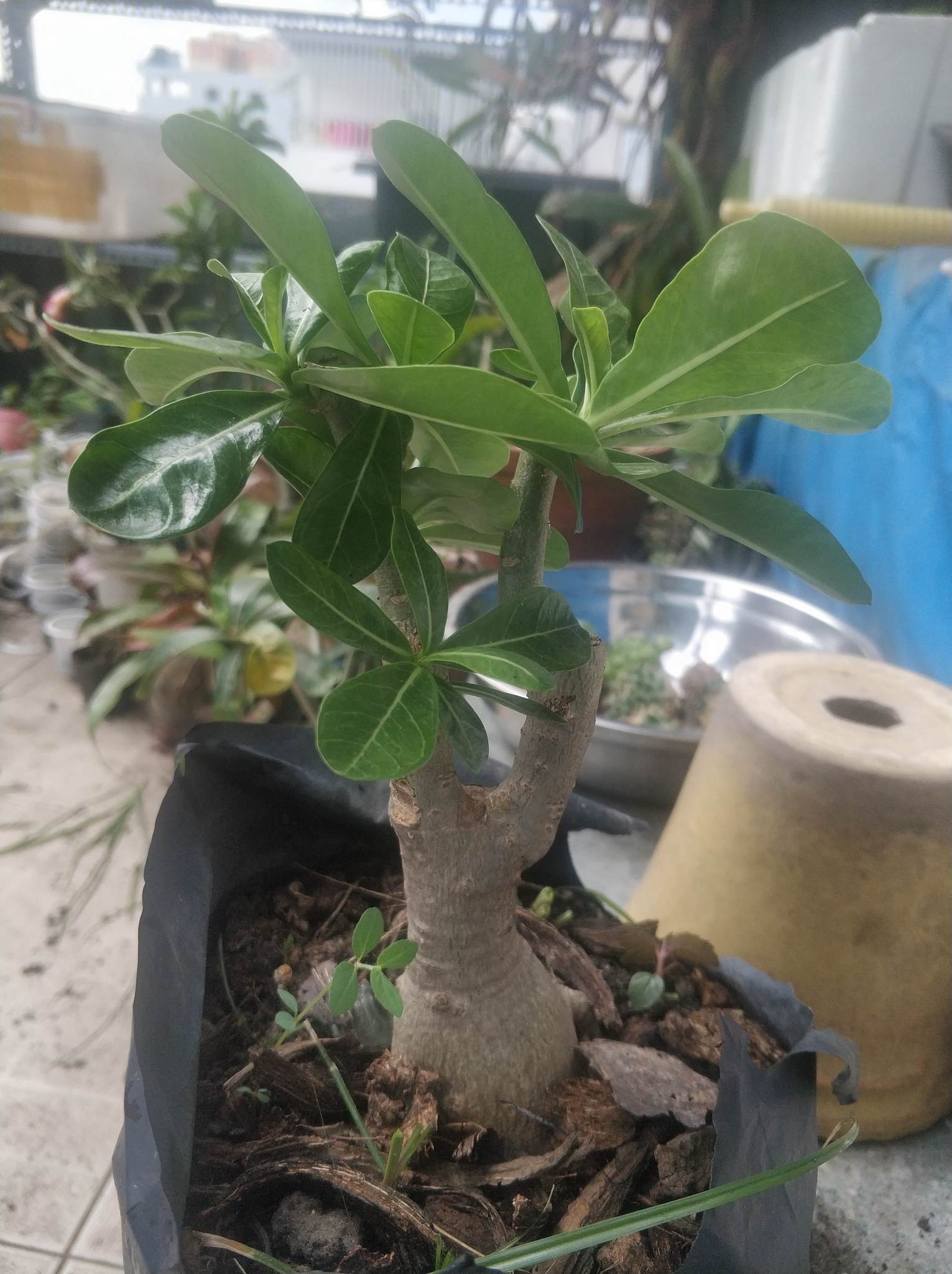 Cây sứ bông sao cây có củ cao tầm 25- 30cm(sp khi gủi kèm bầu đất )