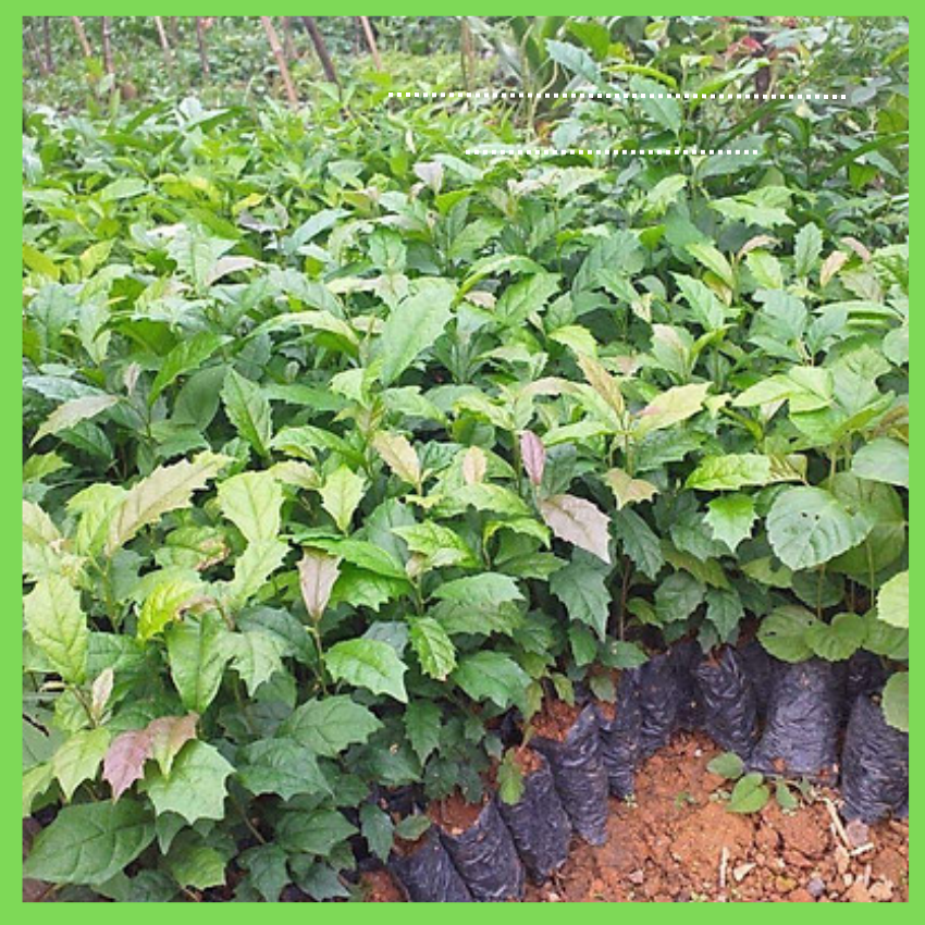 Giống cây xạ đen hòa bình com bo 5 cây