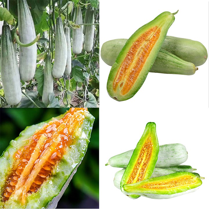 Gói 20 hạt giống dưa lê chuối