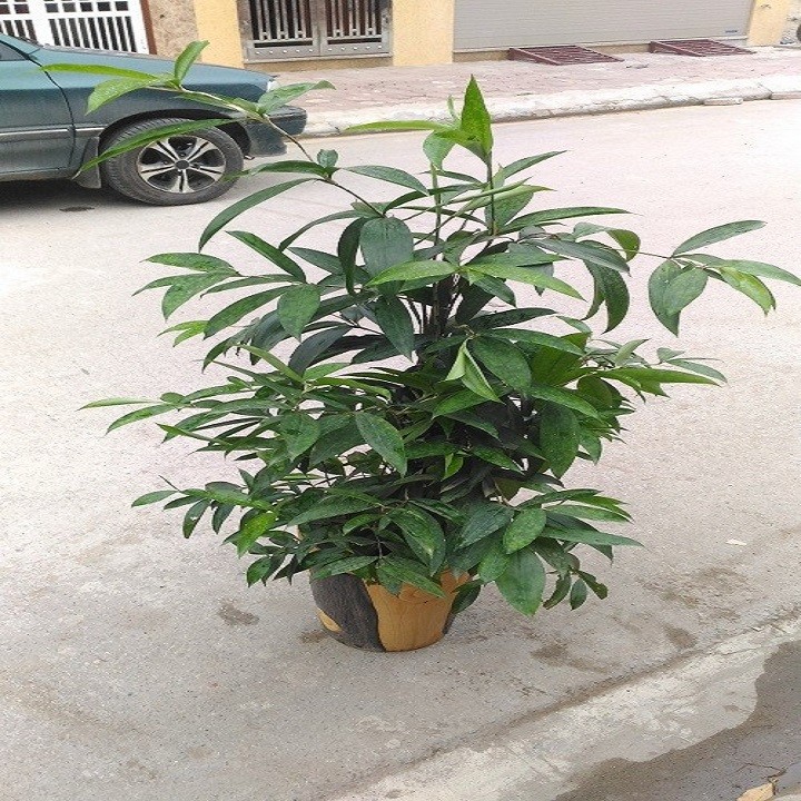 BG6eOtz2aQ3fRN5yed0T_simg_d0daf0_800x1200_max.jpg