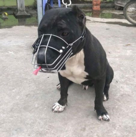 Rọ Mõm Inox Cho Chó Size S ( 10kg - 20kg  )