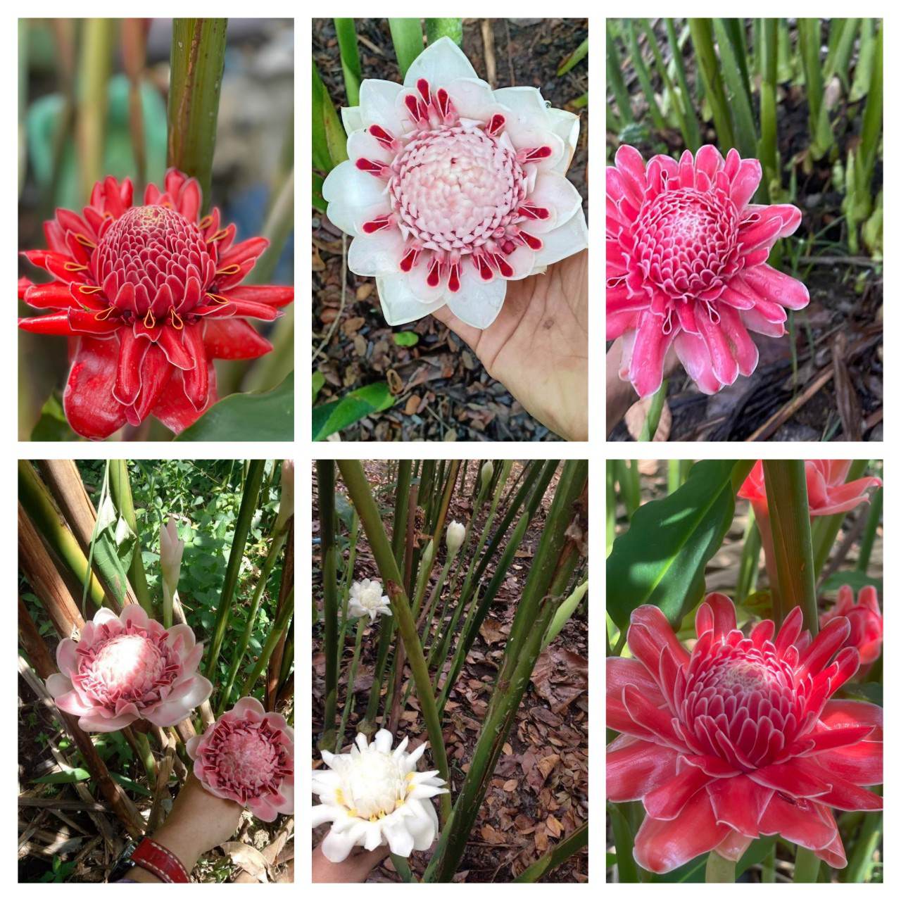 SEN THÁI- ĐA LỘC ( CỦ GIỐNG)- COMBO 6 MÀU