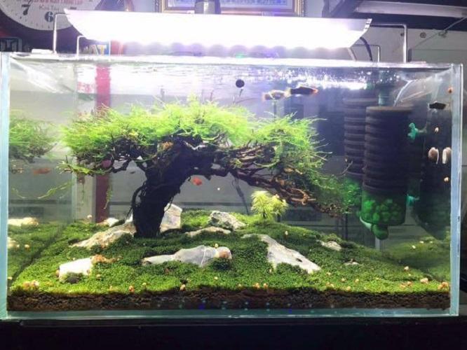 5 miếng rêu Minifiss trải nền bể cá cảnh, cột đá cực đẹp - minifiss lá nước