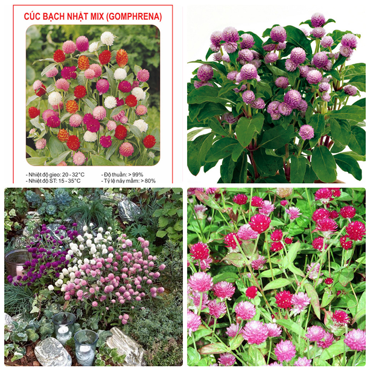 Gói 20 hạt giống hoa cúc bách nhật nhiều màu