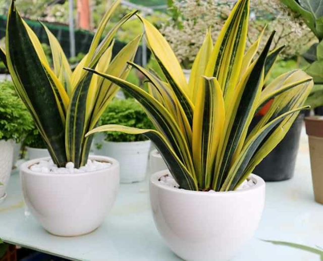 Cây Lưỡi hổ Hoàng Kim