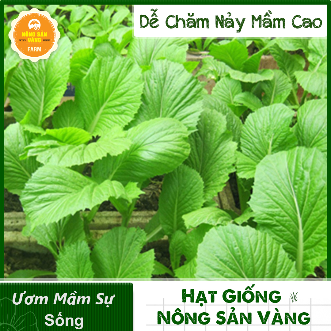 Hạt giống Cải Bẹ Xanh Mỡ Cao Sản, Dễ Trồng (Gói 10 Gram) - Nông Sản Vàng