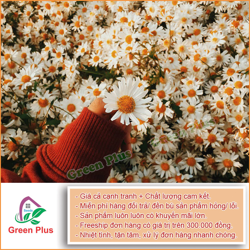 Hạt giống hoa Cúc họa mi F1 - Gói 0,3 Gr, được cung cấp bởi Green Plus, xuất xứ Nga, đóng gói tại VN, chịu được nhiệt độ 15 – 35 độ