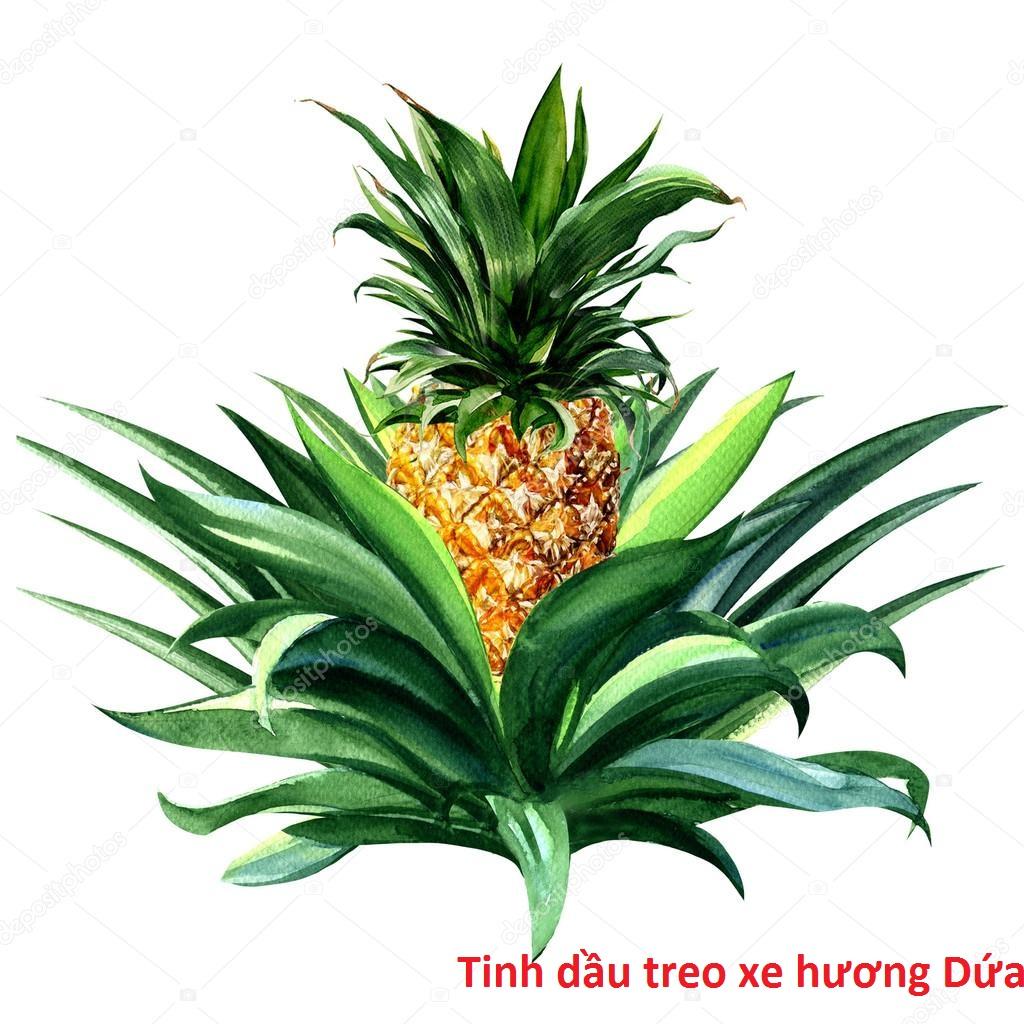 Tinh dầu treo xe , treo tủ đồ hương Dứa thơm