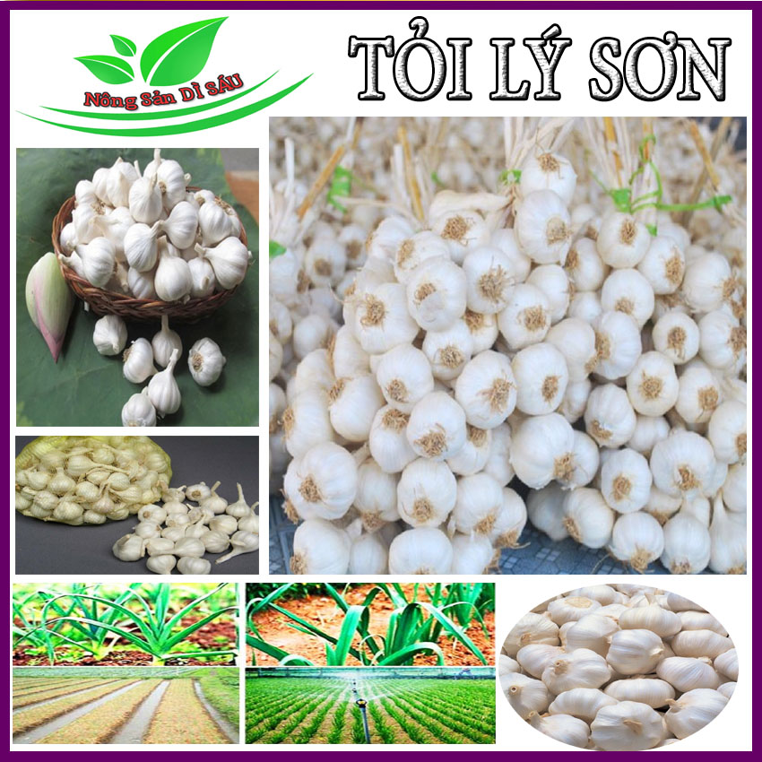 Tỏi, hànhtỏi, tỏi lý sơn, ăn tỏi lý sơn cảm nhận được cả các mùi vị thơm cay dịu ngọt nồng hơn, tỏi được trồng ở vùng đất lý sơn, rất thơm ngon, vị cay nhẹ, dễ chịu, chất lượng tại nông sản dì sáu